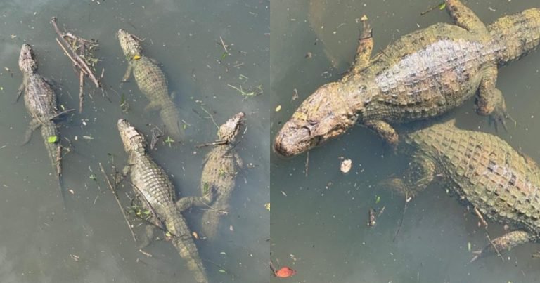 ‘Não é IA’: mais de 15 jacarés aparecem juntos em mangue ao lado de shopping em Florianópolis
