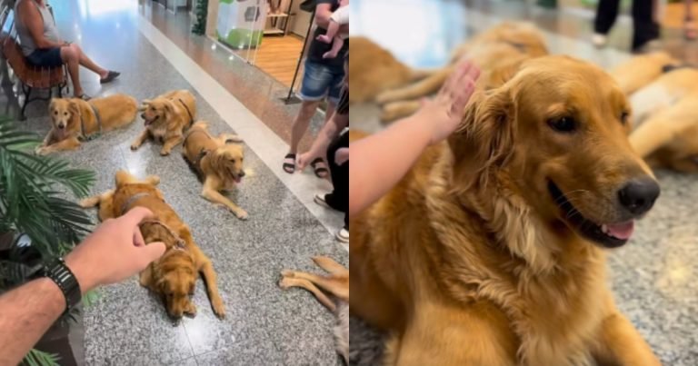 ‘Momento fofura’: enquanto tutor fazia compras, matilha de cães conquistava clientes em SC