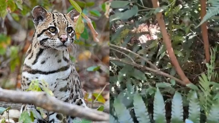 Morador vai beber água em área de mata e dá de cara com jaguatirica em SC