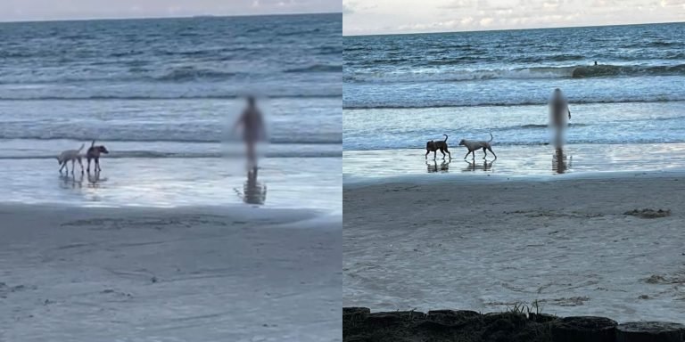 Moradora de Itapema reclama de pessoa brincando com cães no mar: ‘absurdo’, afirma