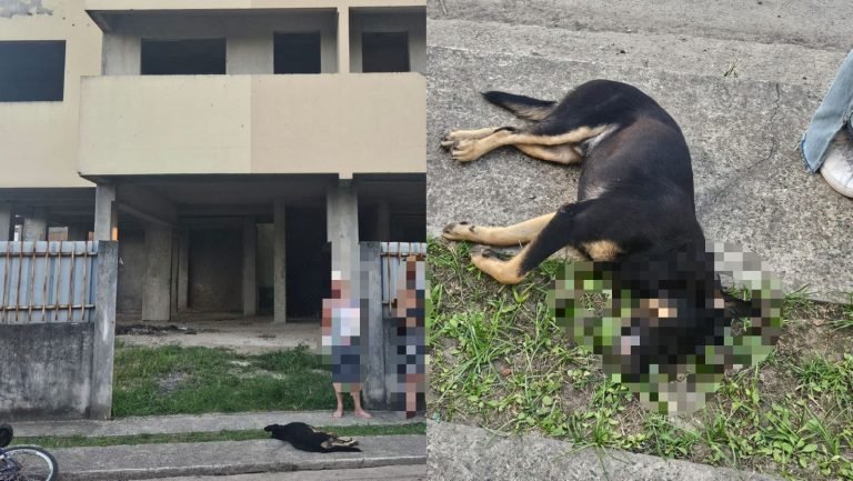 Adolescentes tentam afogar, agridem e matam cachorro em Itajaí: ‘jogaram de prédio’