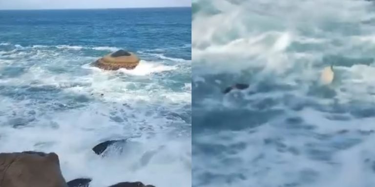 ‘Que tristeza’: morador flagra tartarugas boiando e suspeita de redes em praia de Florianópolis