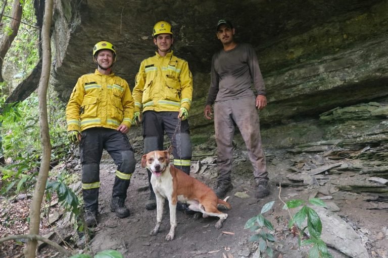 Final feliz pro ‘auau’: bombeiros resgatam cachorro após queda em ribanceira em SC
