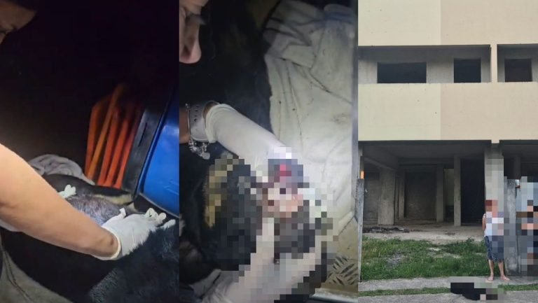Vídeo mostra peritos analisando cão morto após ser jogado de prédio em SC: ‘caiu de cabeça’