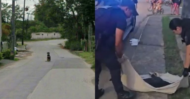 ‘Maldade pura’: cachorro jogado de prédio em Itajaí aparece em fotos no local