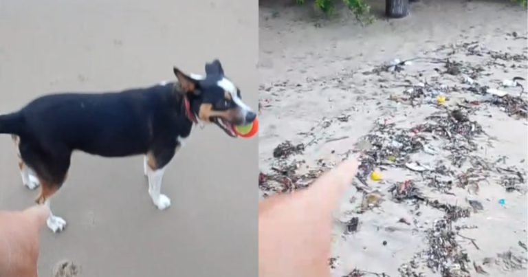 “Cachorro não joga lixo no mar”, diz morador ao rebater críticas sobre cães nas praias de SC