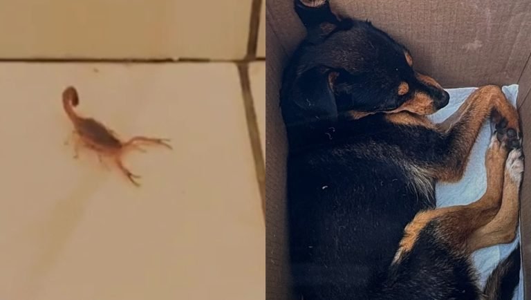 Cachorrinha morre após ser picada por escorpião dentro de residência em SC