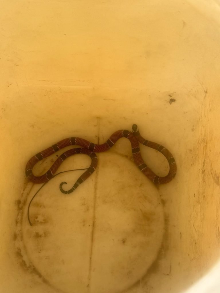 Cobra coral é encontrada em creche de Florianópolis