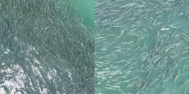 Espetáculo no mar: cardume gigantesco de tainhas é flagrado em praia de Santa Catarina