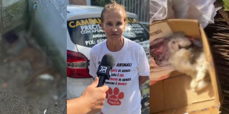 “Cheiro podre”: cães vivem entre carcaças e fezes em canil de ‘protetora’ em Florianópolis
