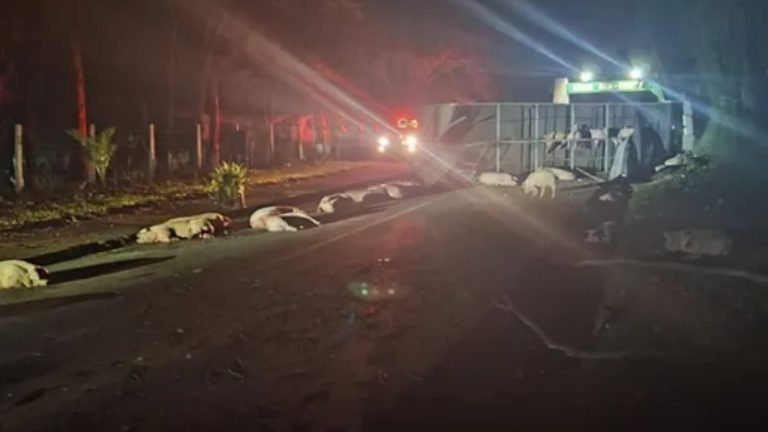 Caminhão com carga de porcos tomba na SC-283 e deixa animais mortos na pista