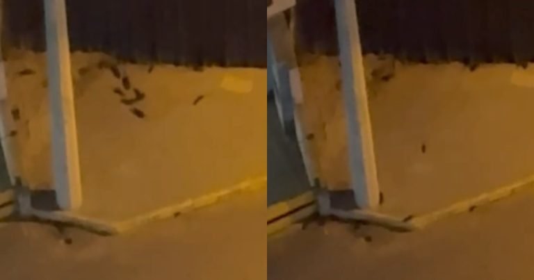 ‘Que nojo!’: moradores denunciam infestação de ratos aos fundos de mercado em Itapema