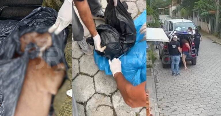 Após denúncia do JR, ‘protetora’ animal é presa em Florianópolis com cinco cachorros mortos