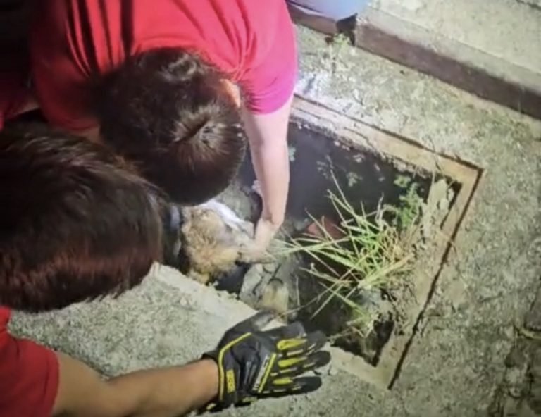 Vídeo: bombeiros resgatam três cães presos em bueiro em Palhoça