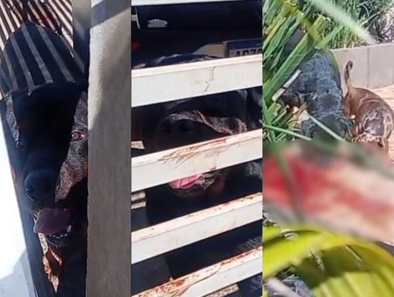 “Sem histórico de agressividade”: cão mata criança de 4 anos em SC