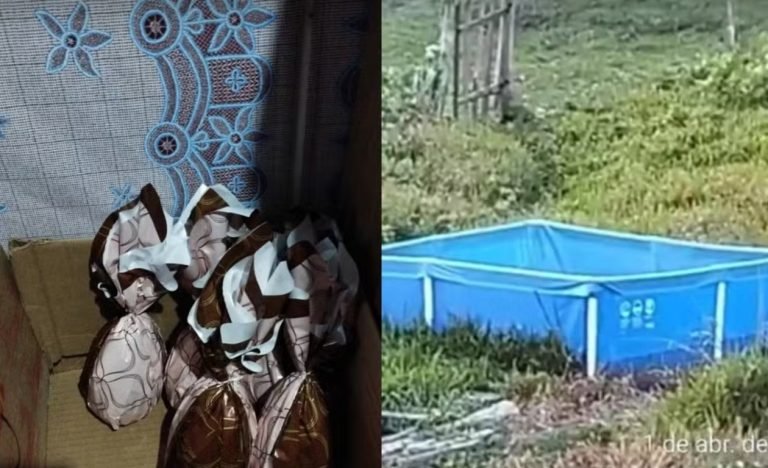 ‘Ovos de Páscoa e piscina’: polícia prende pedófilo que aliciava crianças e adolescentes em SC