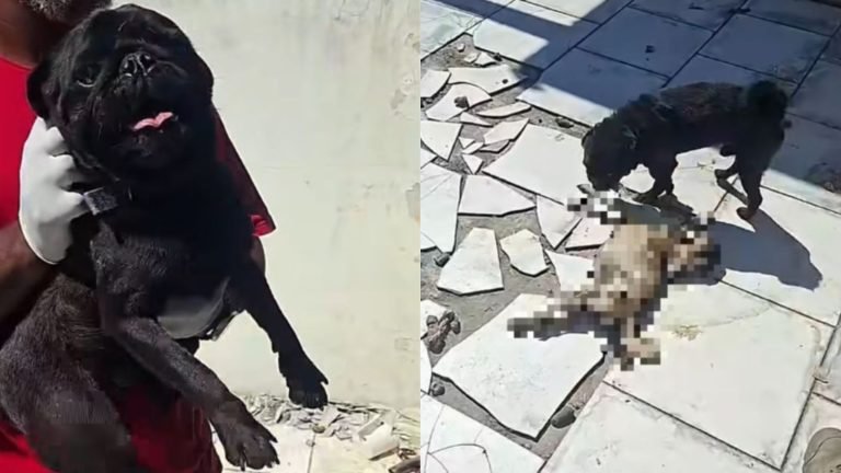 ‘Trancados e famintos’: cão morre de fome e é devorado por animal da mesma raça em SC