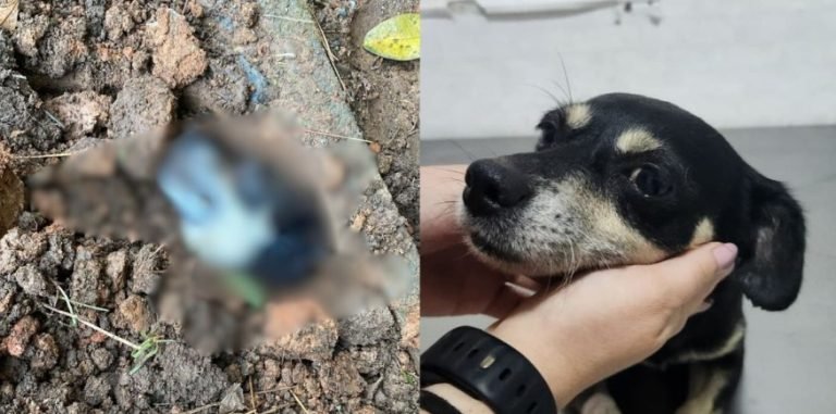 ‘Sem acordo para quem enterra cachorra viva’: MP denuncia tutor e pede condenação em SC