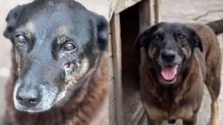 ‘Investigação não acabou’: MP solicita novas provas sobre a morte do cão Orelha em Florianópolis
