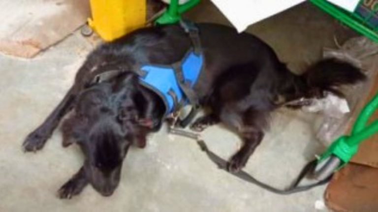 ‘Ficou preso a noite toda’: mulher é indiciada após abandonar cachorro em supermercado em Florianópolis