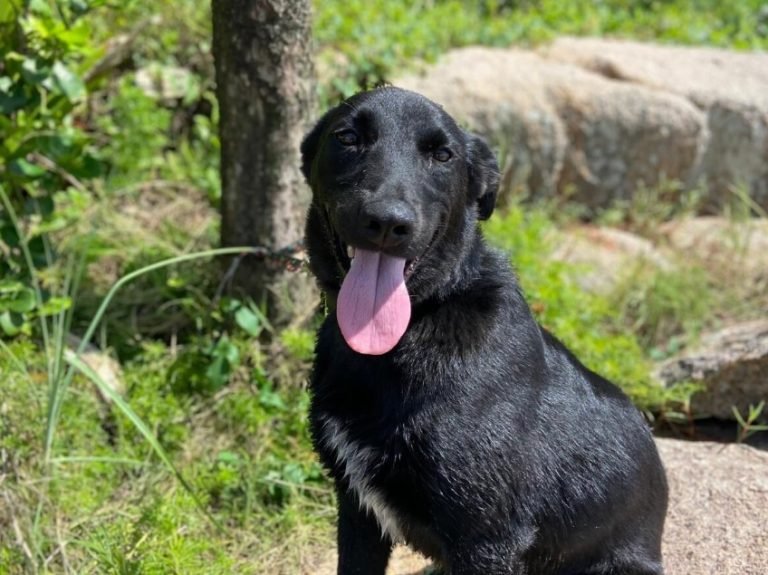 ‘Não foi agressão, foi atropelamento’: investigação revela o que aconteceu com o cão Pumba em Florianópolis
