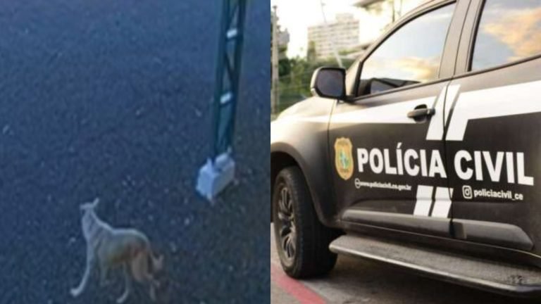 ‘Do porta-malas para a estrada’: homem é indiciado por abandonar cachorro amarrado em bolsa em SC