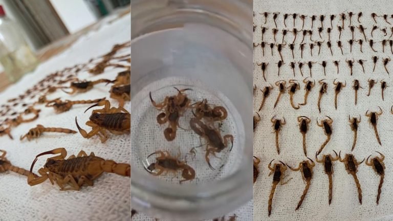 ‘Veneno mortal’: centenas de escorpiões invadem condomínio na Grande Florianópolis