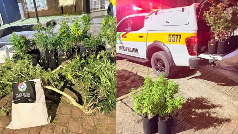 ‘Deu ruim’: ultrapassagem proibida revela estufa e plantação de maconha na Serra Catarinense