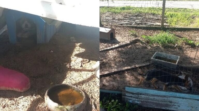 ‘Corrente curta, sem água e ração mofada’: homem é preso por maus-tratos a cães em SC