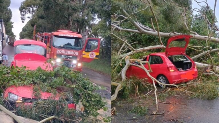 ‘Que susto’: árvore cai sobre carro em movimento e bloqueia rodovia em SC