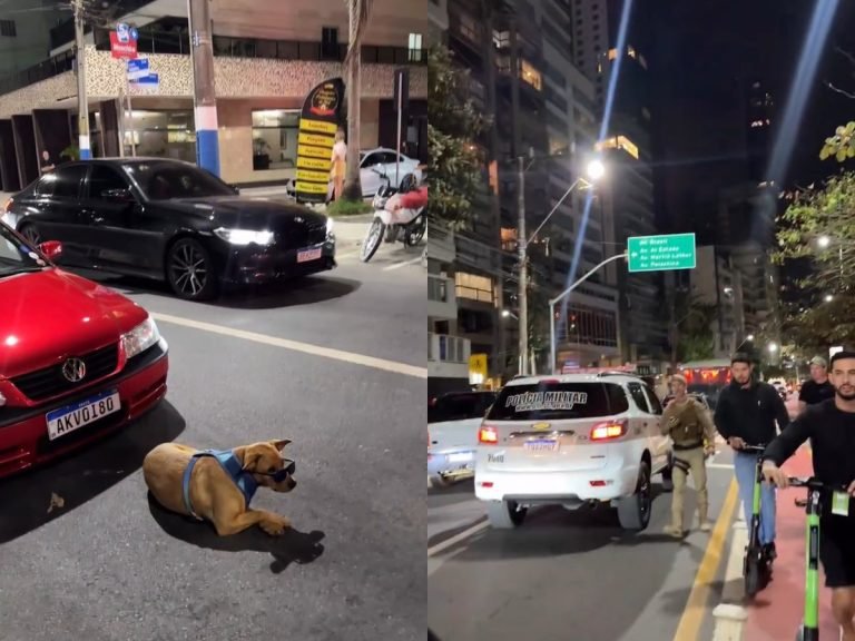 Caramelo de óculos escuros ‘rouba a cena’ durante apreensão de carros rebaixados em Balneário Camboriú