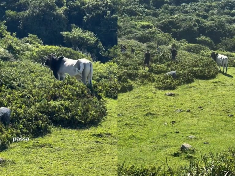 “Espaço exclusivo”: touro coloca trilheiros e turistas pra correr em praia de Florianópolis