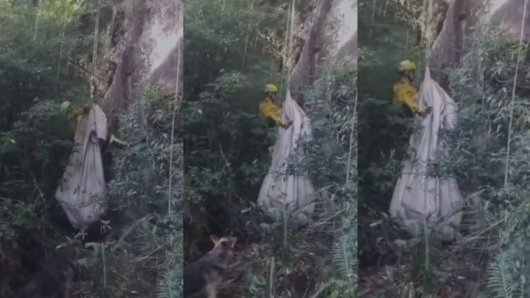 Novilha de 150 kg cai de encosta de 40 metros e mobiliza resgate em SC